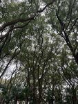 仰拍林间枝叶天空