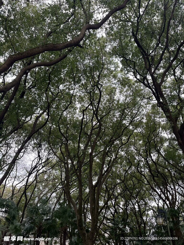仰拍林间枝叶天空