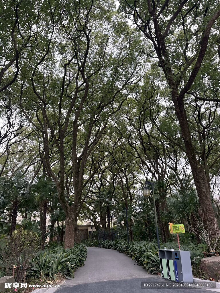 林间幽静步道