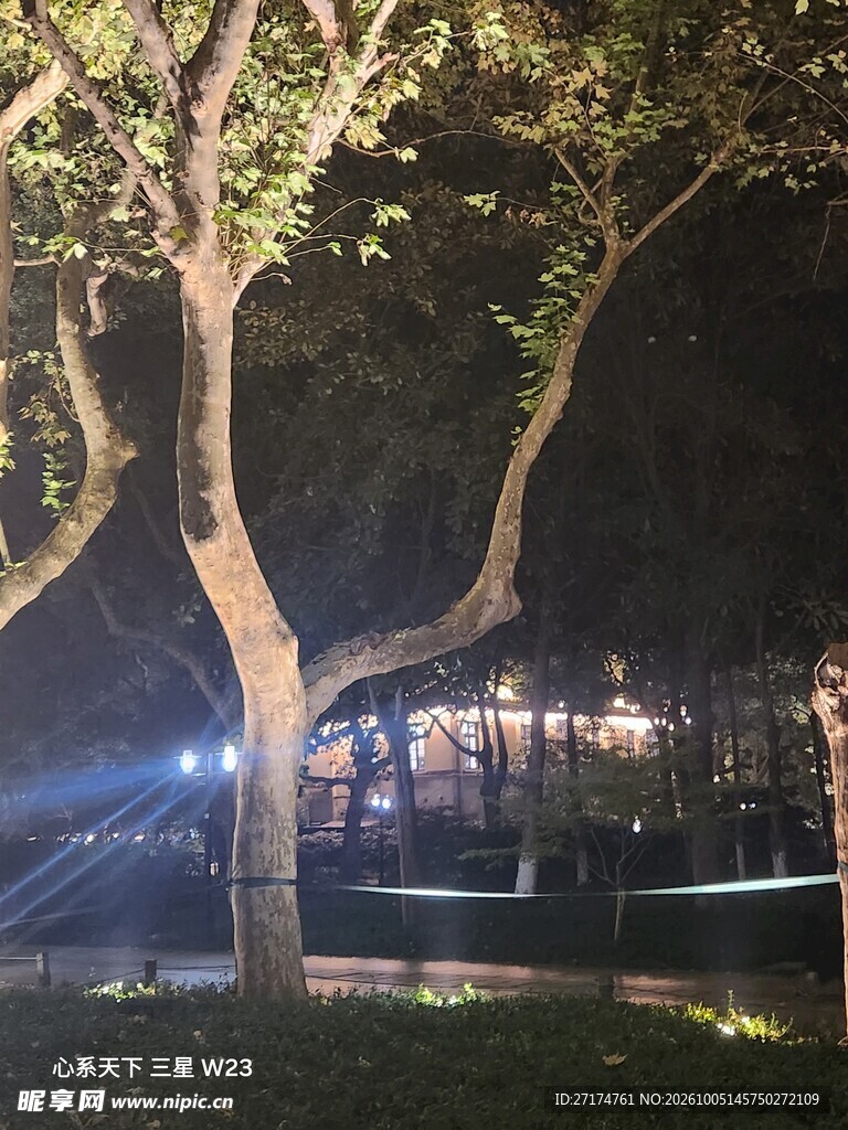 夜色下的街边树木