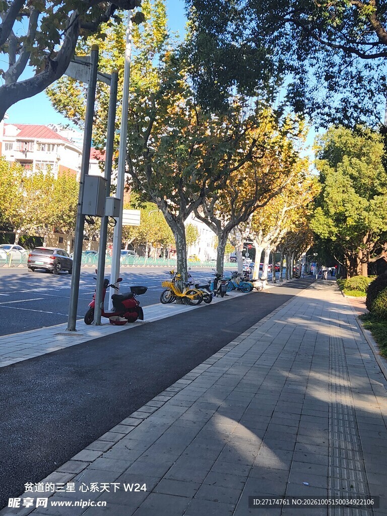 秋日林荫步道街景