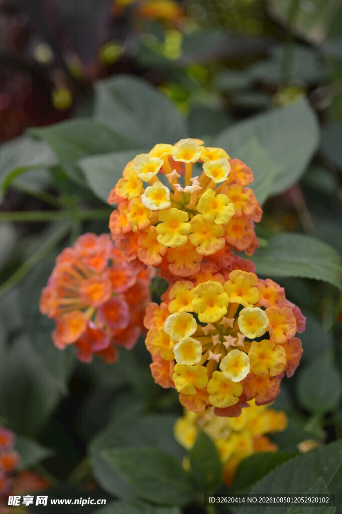 马缨丹