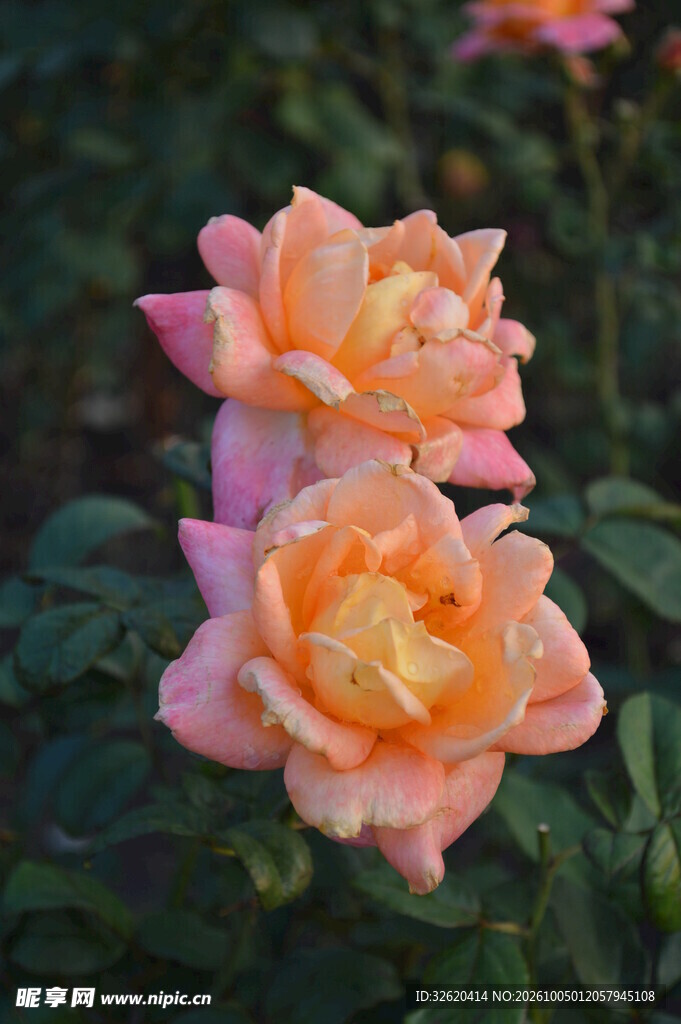 两朵橙粉月季花
