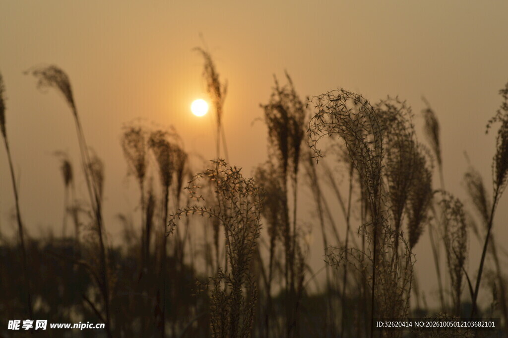 夕阳下的芦苇剪影