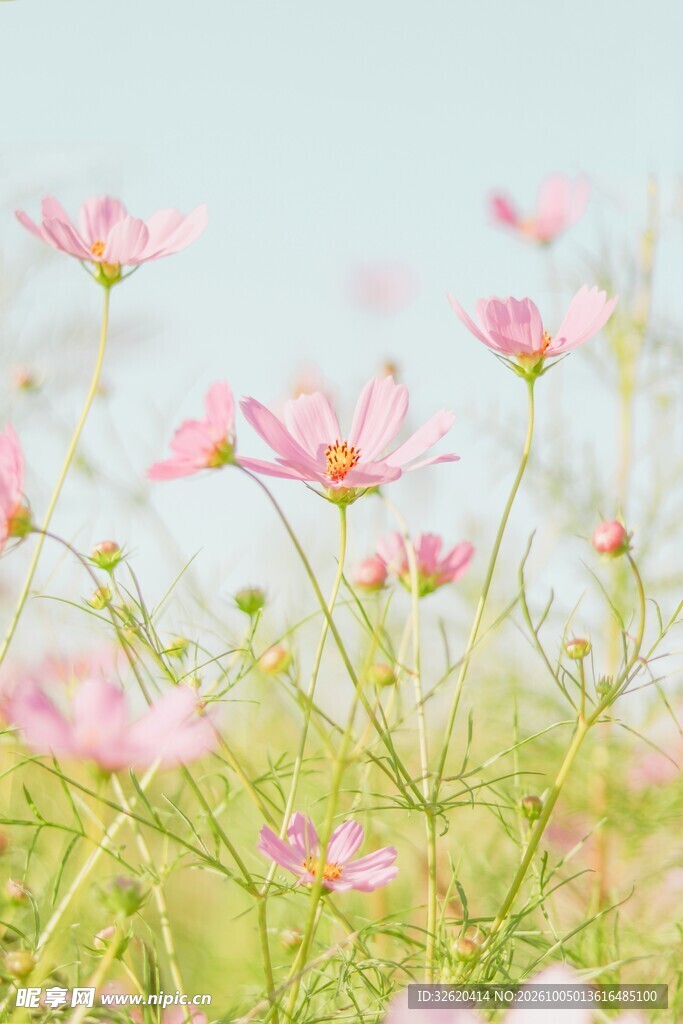 格桑花