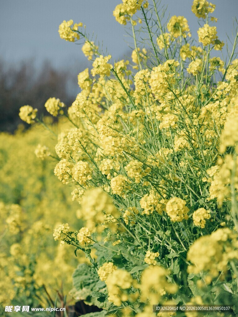 春日油菜花田