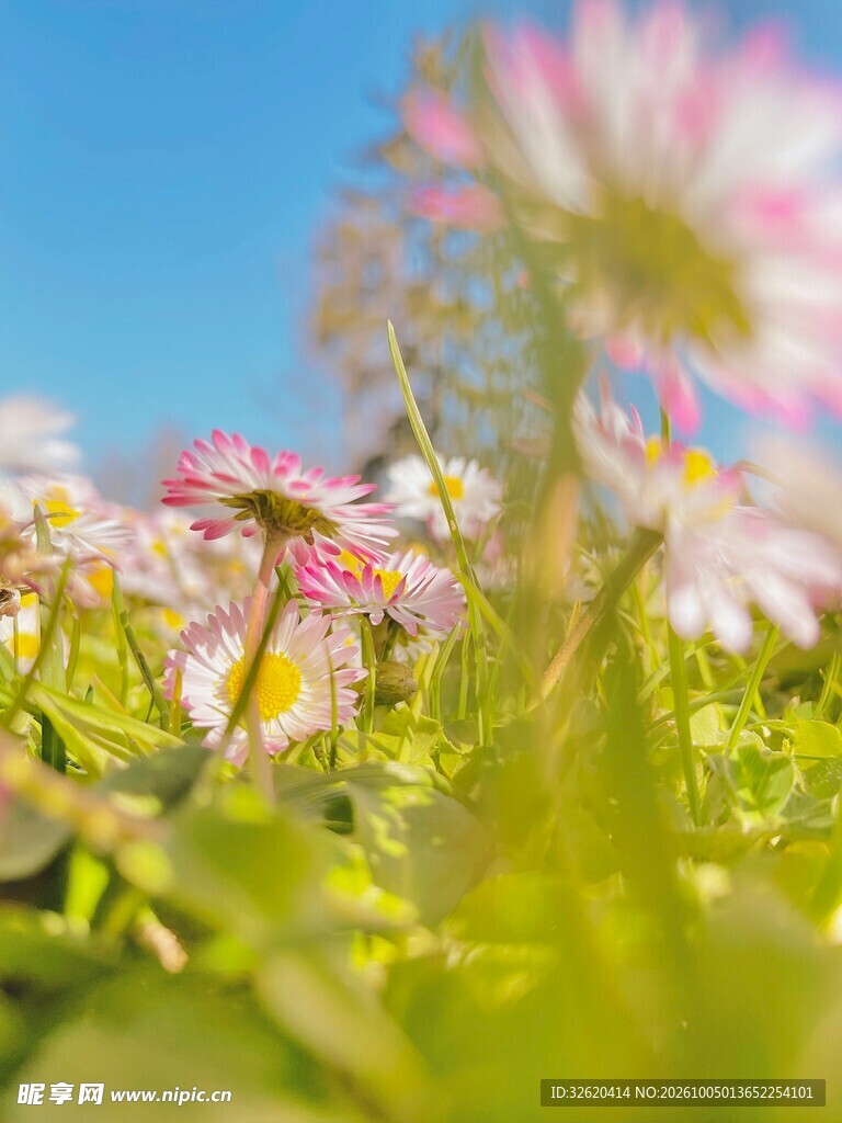 春日晴空柔焦粉花