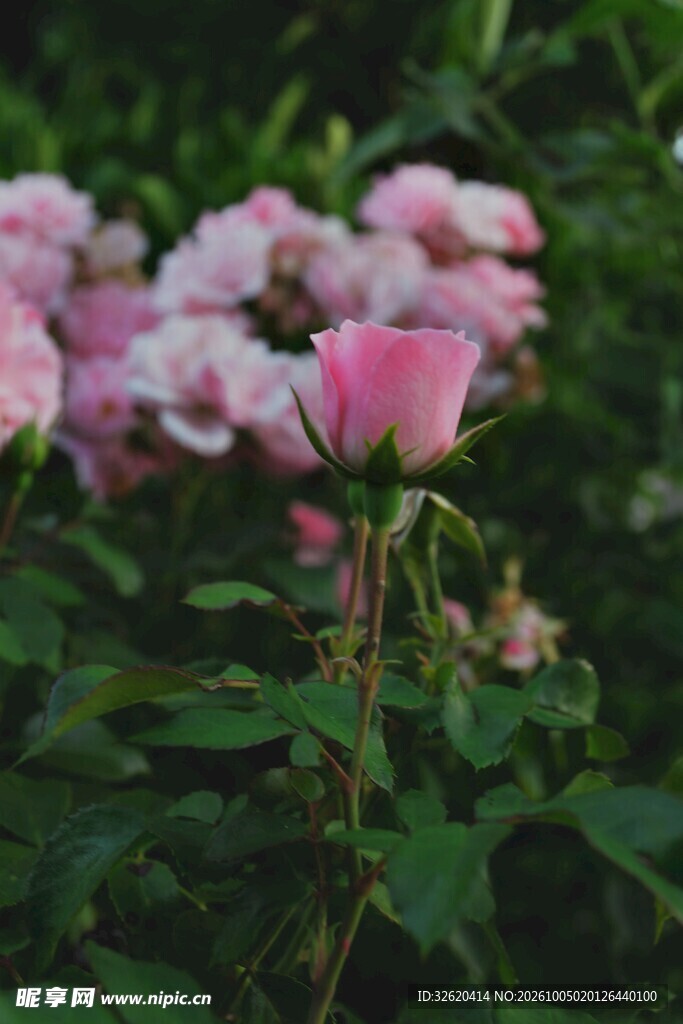 朦胧粉色蔷薇花簇