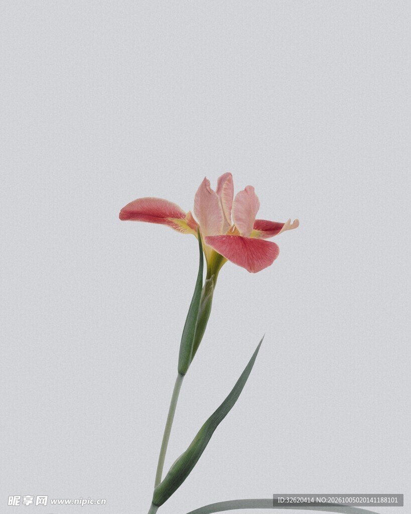 浅灰背景单支小花