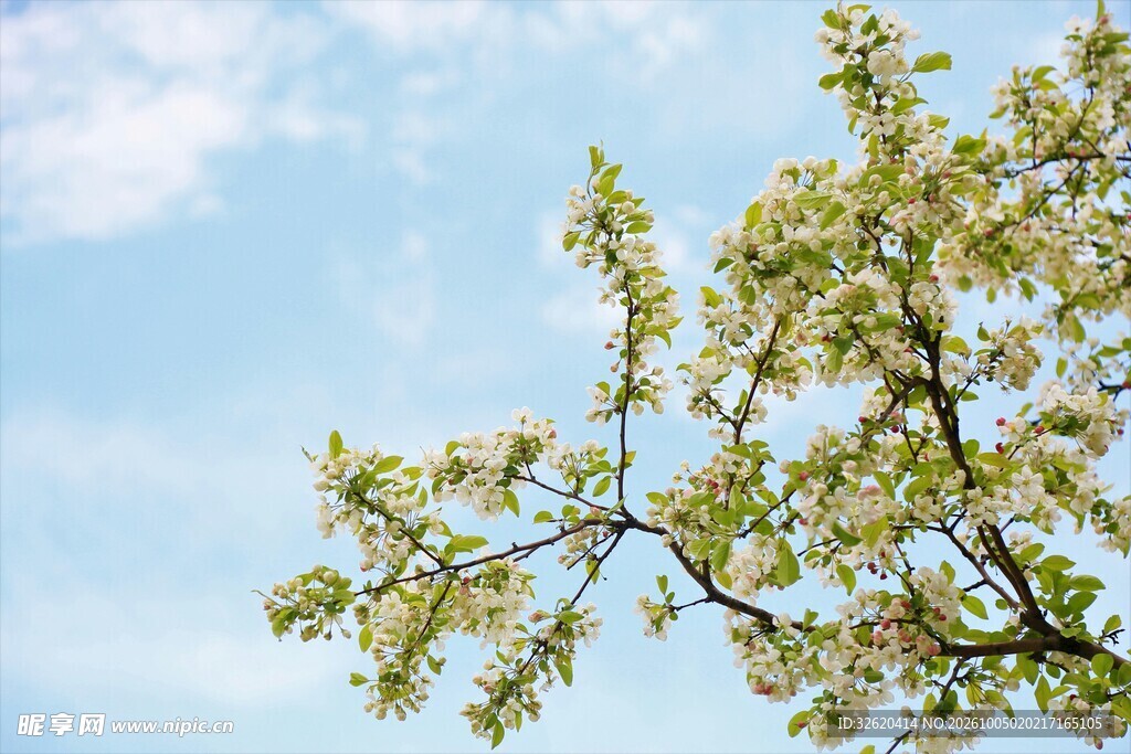 春日晴空下的花枝
