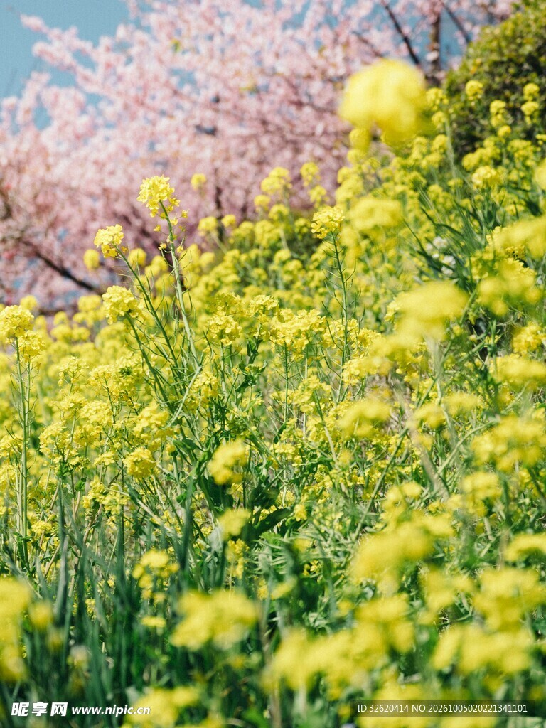 春日油菜花