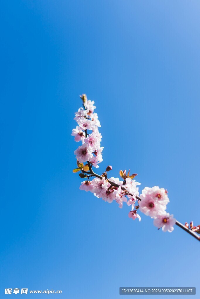晴空下的春日花枝