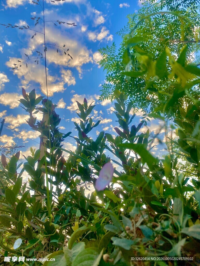 晴空下的郊野绿植