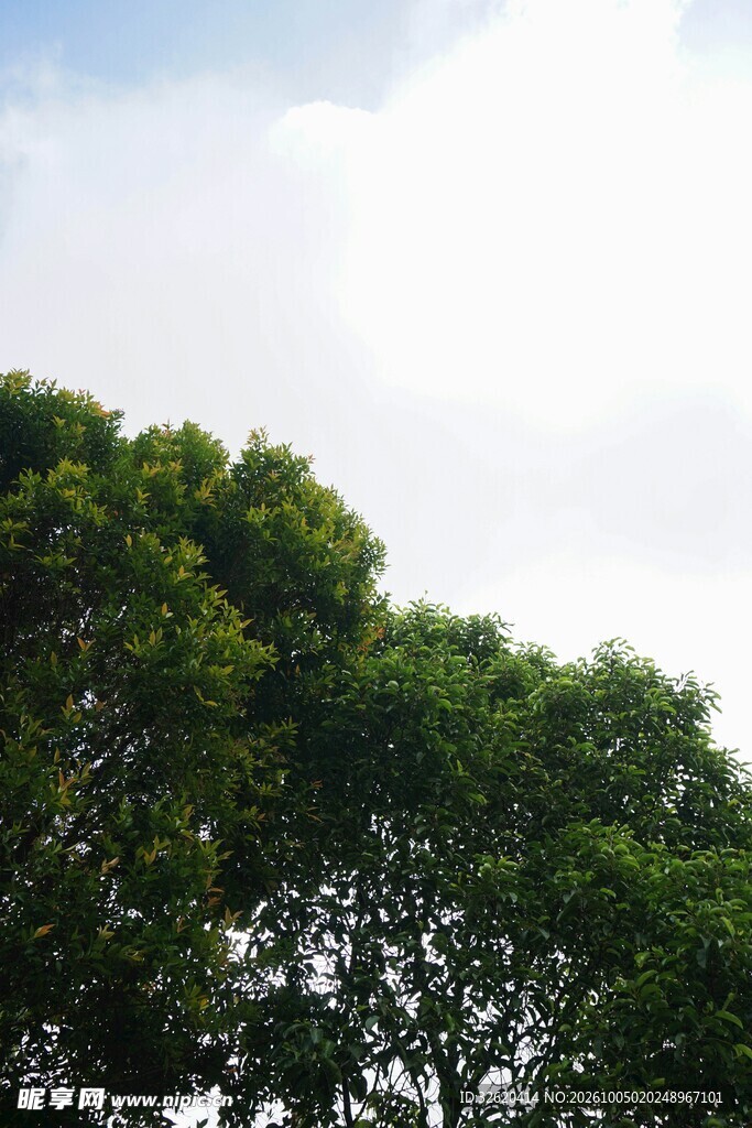 晴空下的茂密绿林