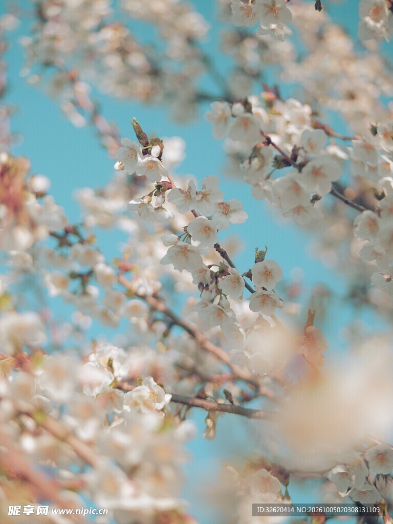 春日桃花映蓝天