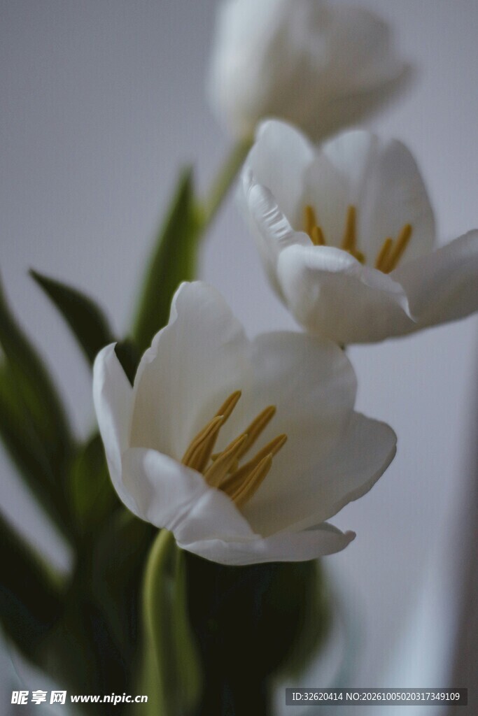 素雅白色小花特写