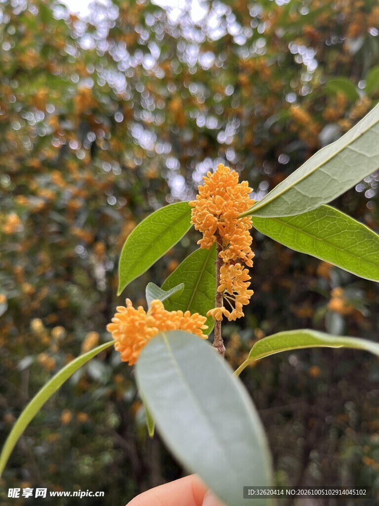 金桂花开枝头