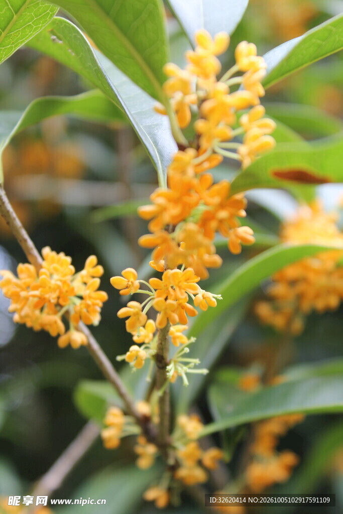 秋日金桂花开