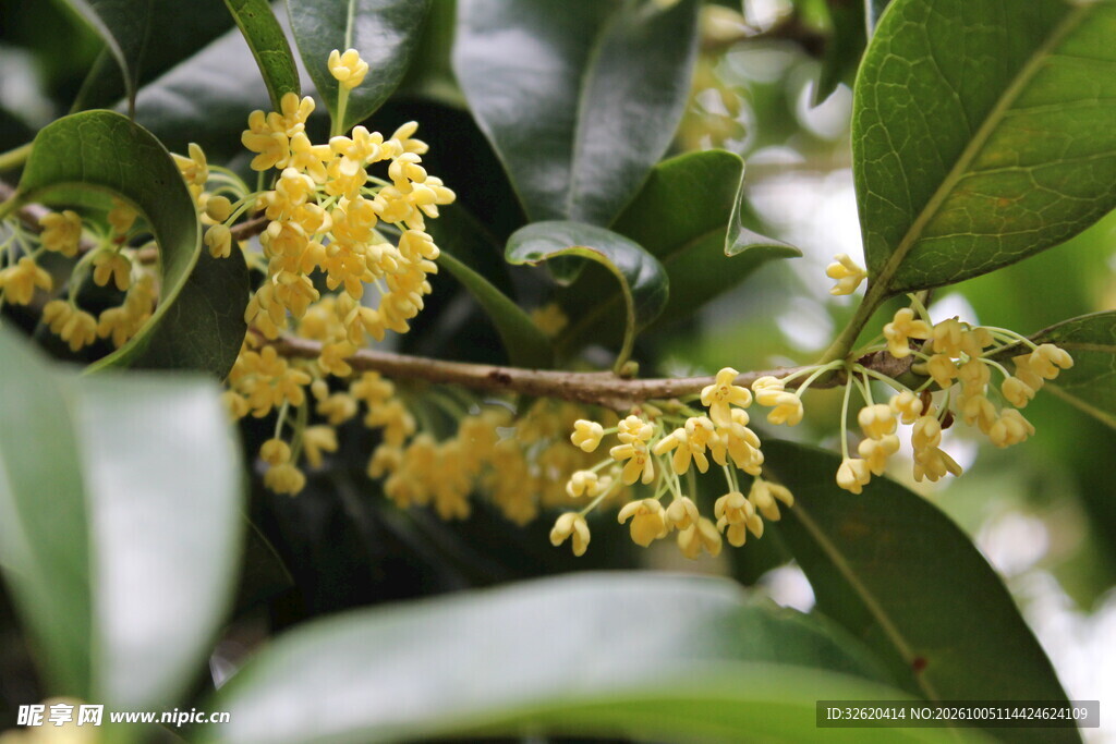 秋日金桂花枝特写