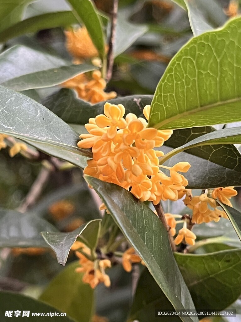 秋日金桂花枝特写