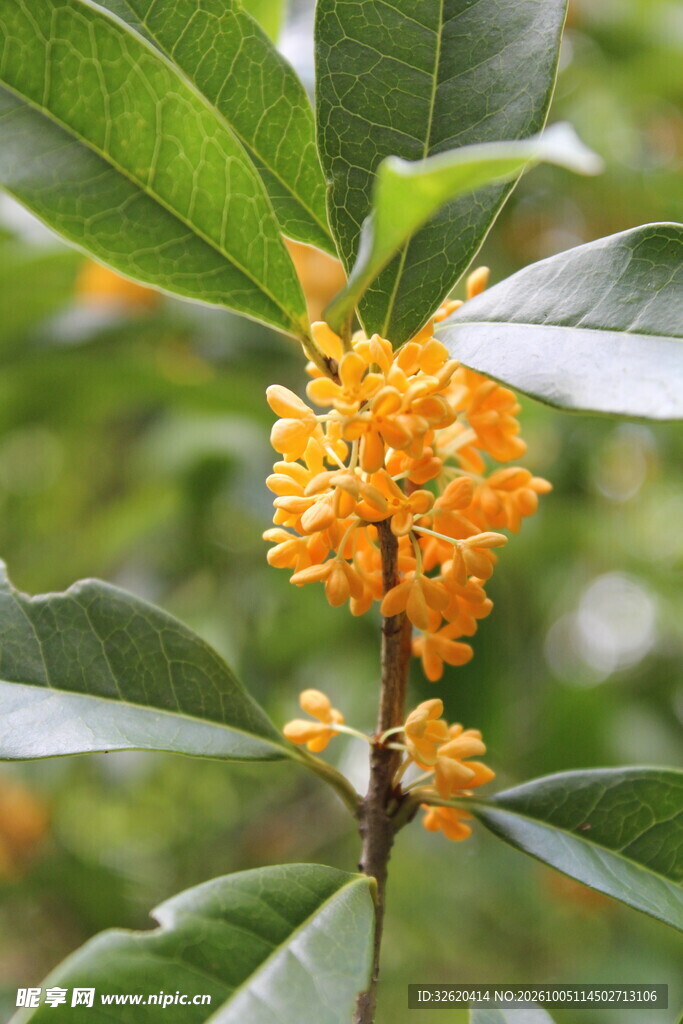 金桂花开特写