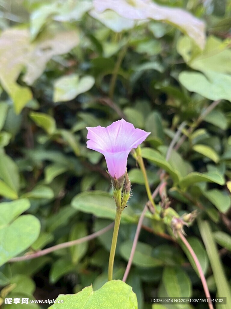 淡紫牵牛花