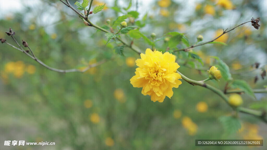 枝头明黄小花清新景致