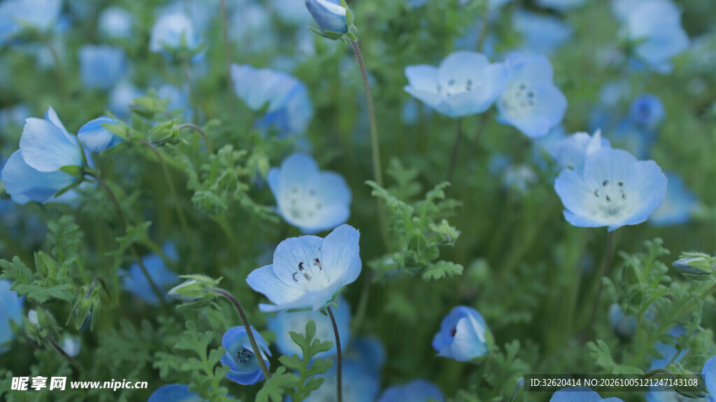 柔焦蓝花