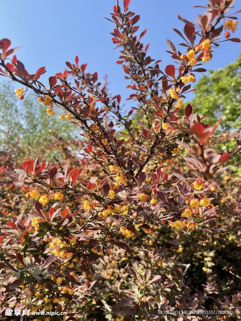 蓝天映衬彩叶灌木