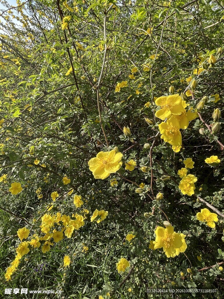 绿叶丛中黄色小花