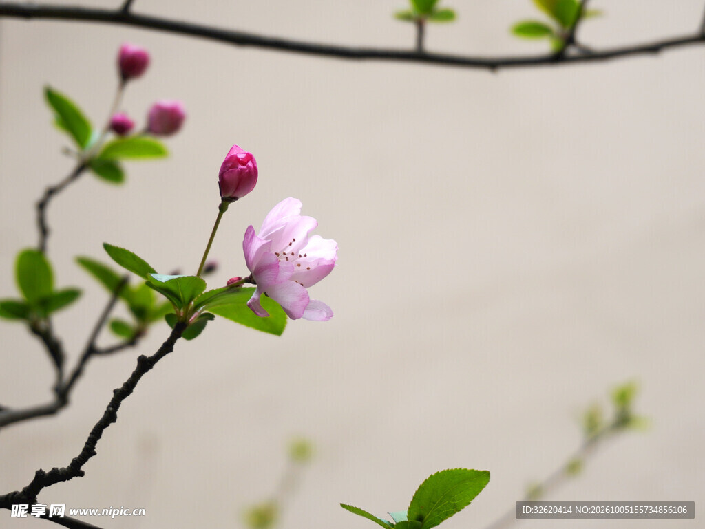 春枝粉花雅致小景