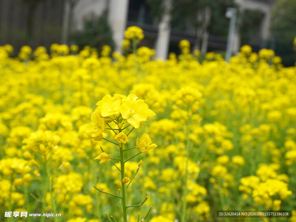 春日油菜花田美景