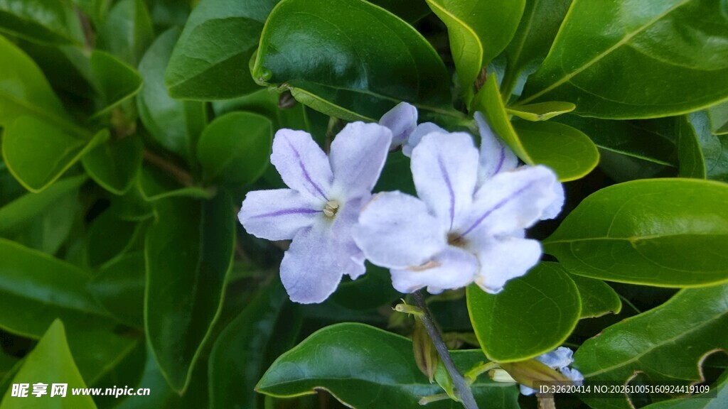 绿叶丛中淡紫小花