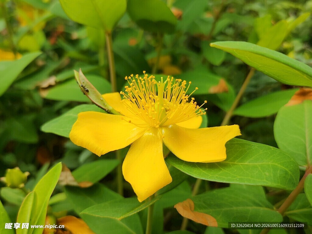 金丝桃黄花特写