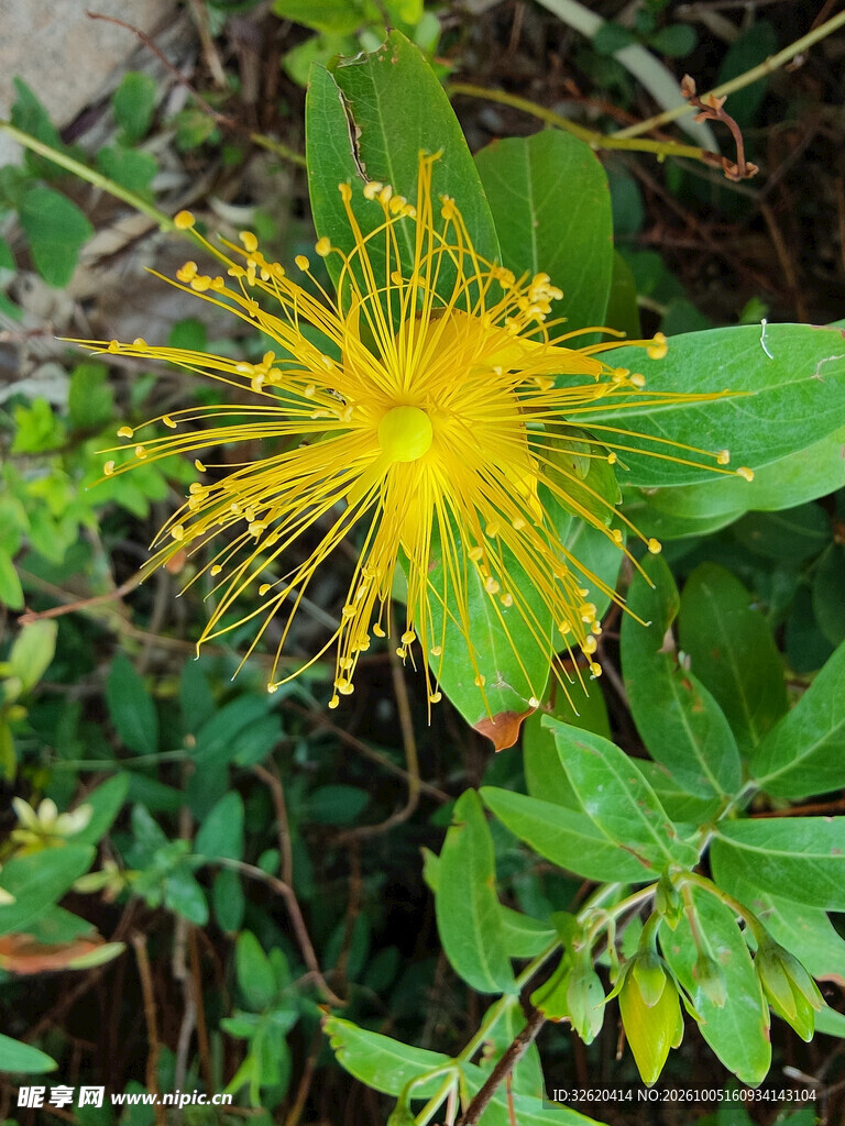 金丝桃黄花特写