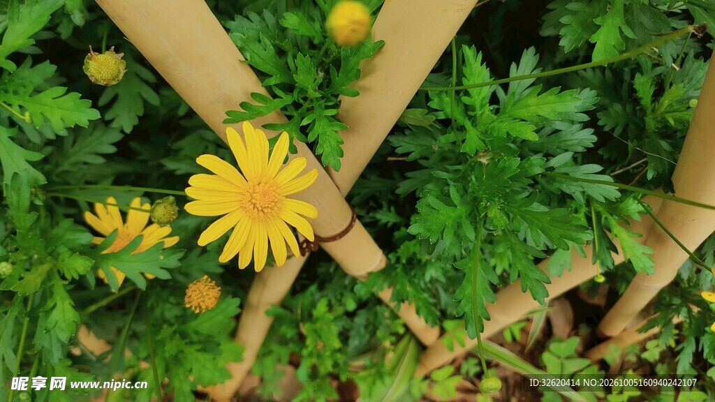 小菊花