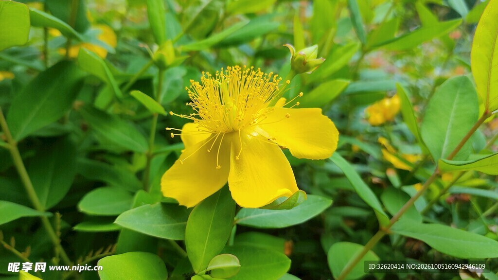 黄色金丝桃花朵特写