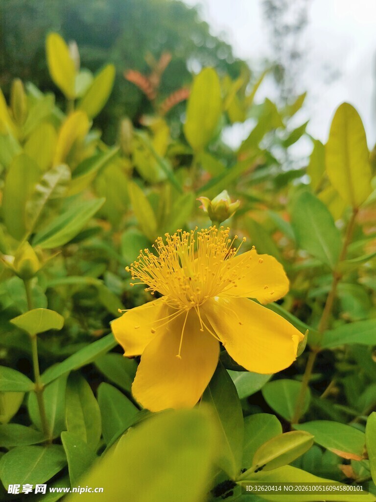 黄色金丝桃花卉特写