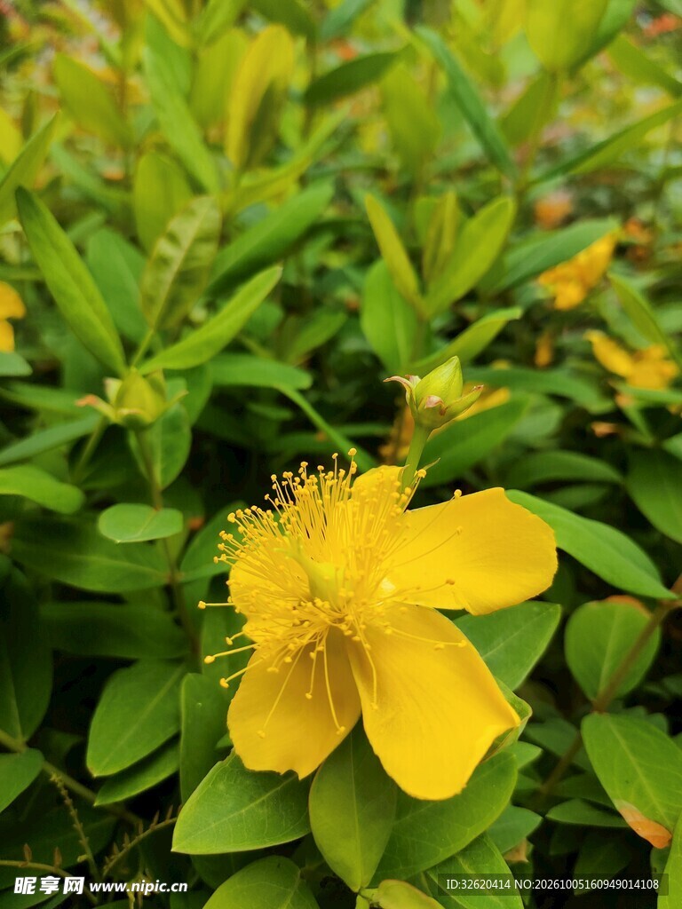 金丝桃黄花绿植特写