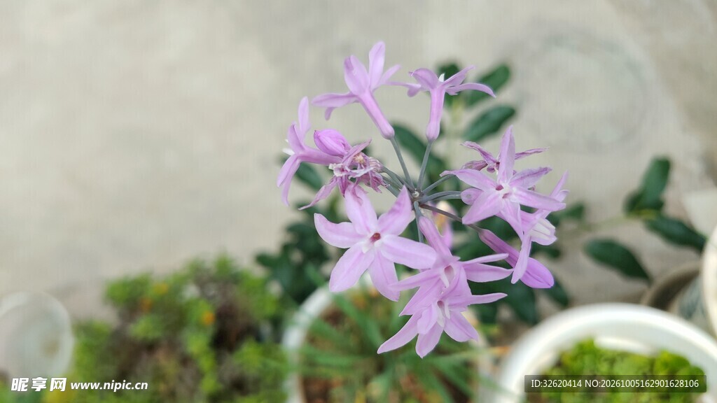 紫色小花绿植特写