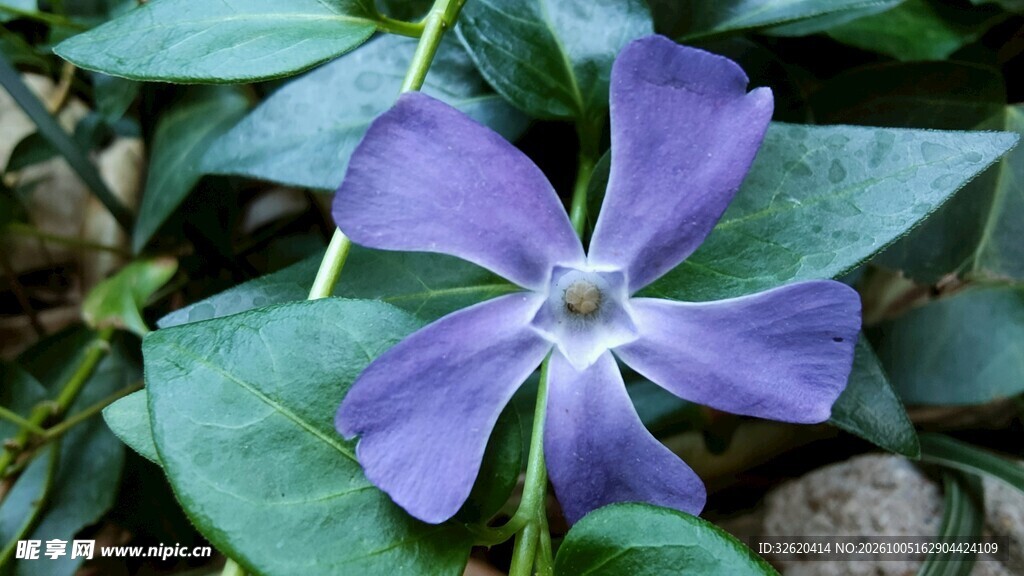 紫色蔓长春花