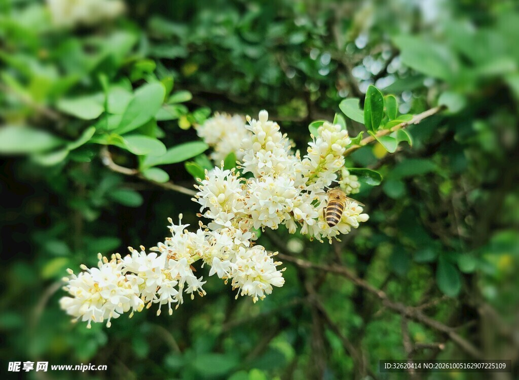 白色穗状野花