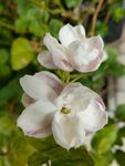 两朵淡雅白色花卉