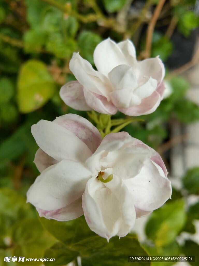 两朵淡雅白色花卉