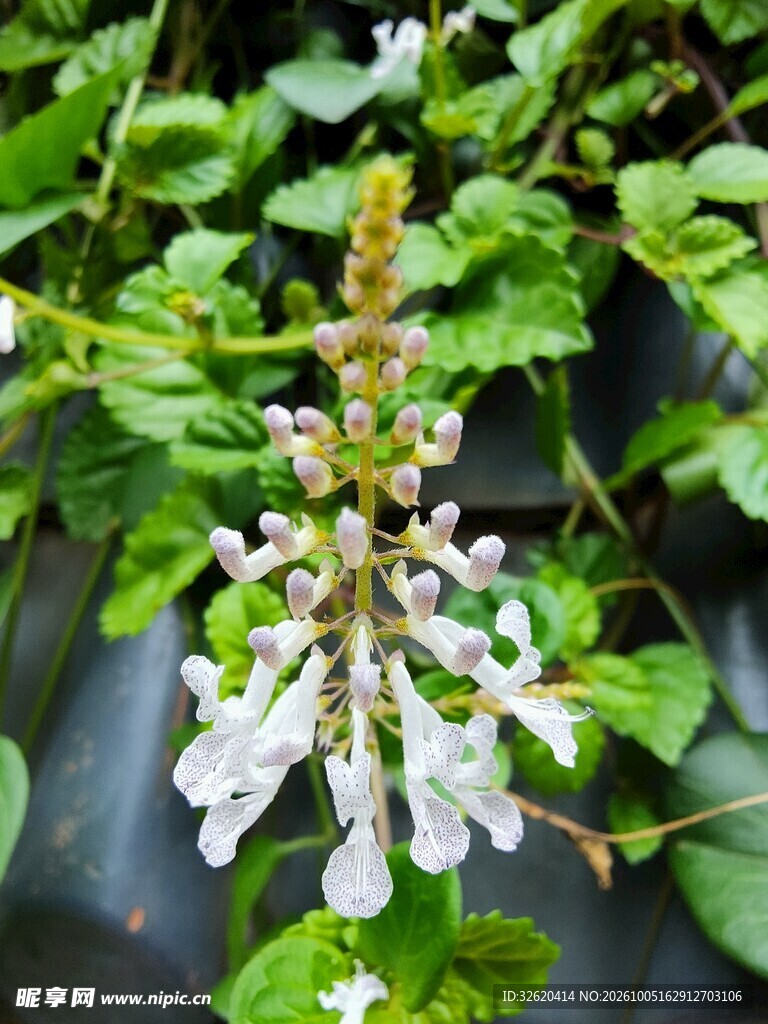淡色花穗绿植特写