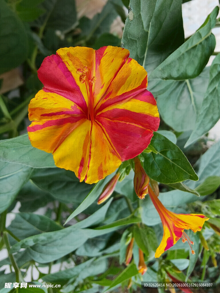 红黄条纹紫茉莉