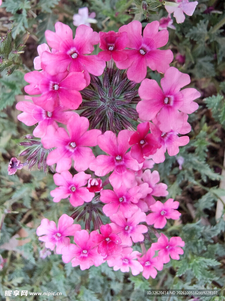 粉花