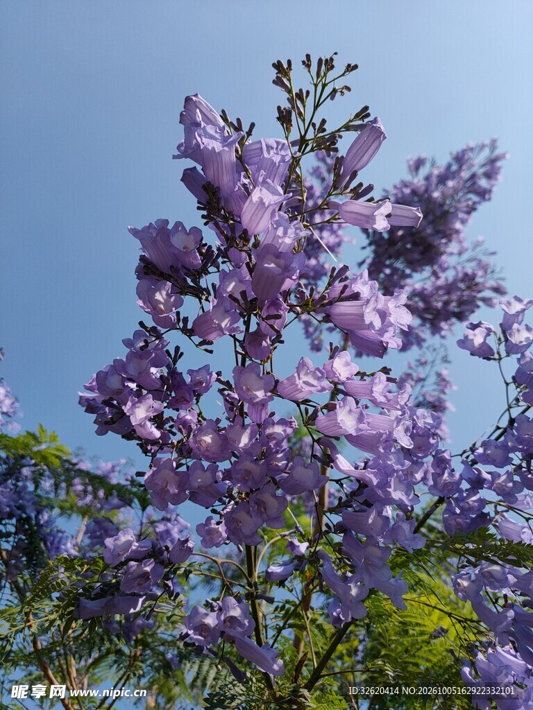 蓝花楹