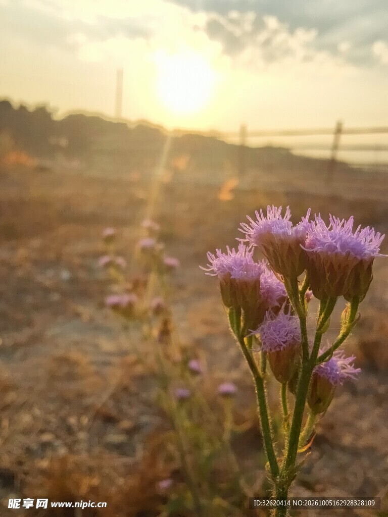 夕阳下的紫色野花