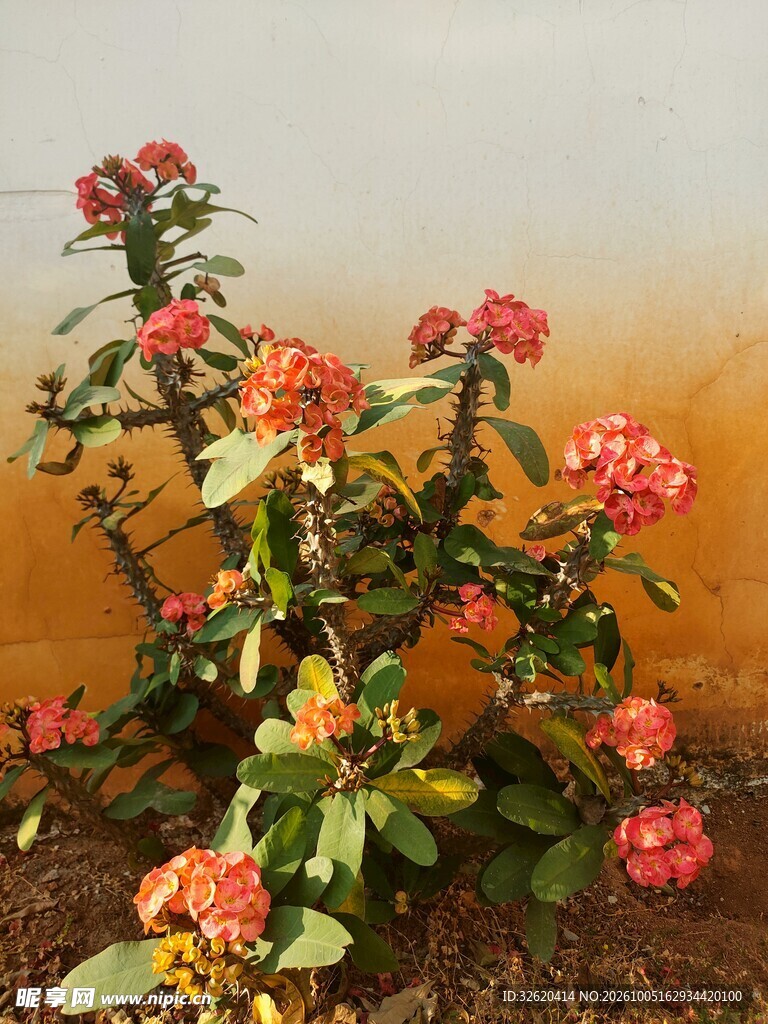 红花虎刺梅